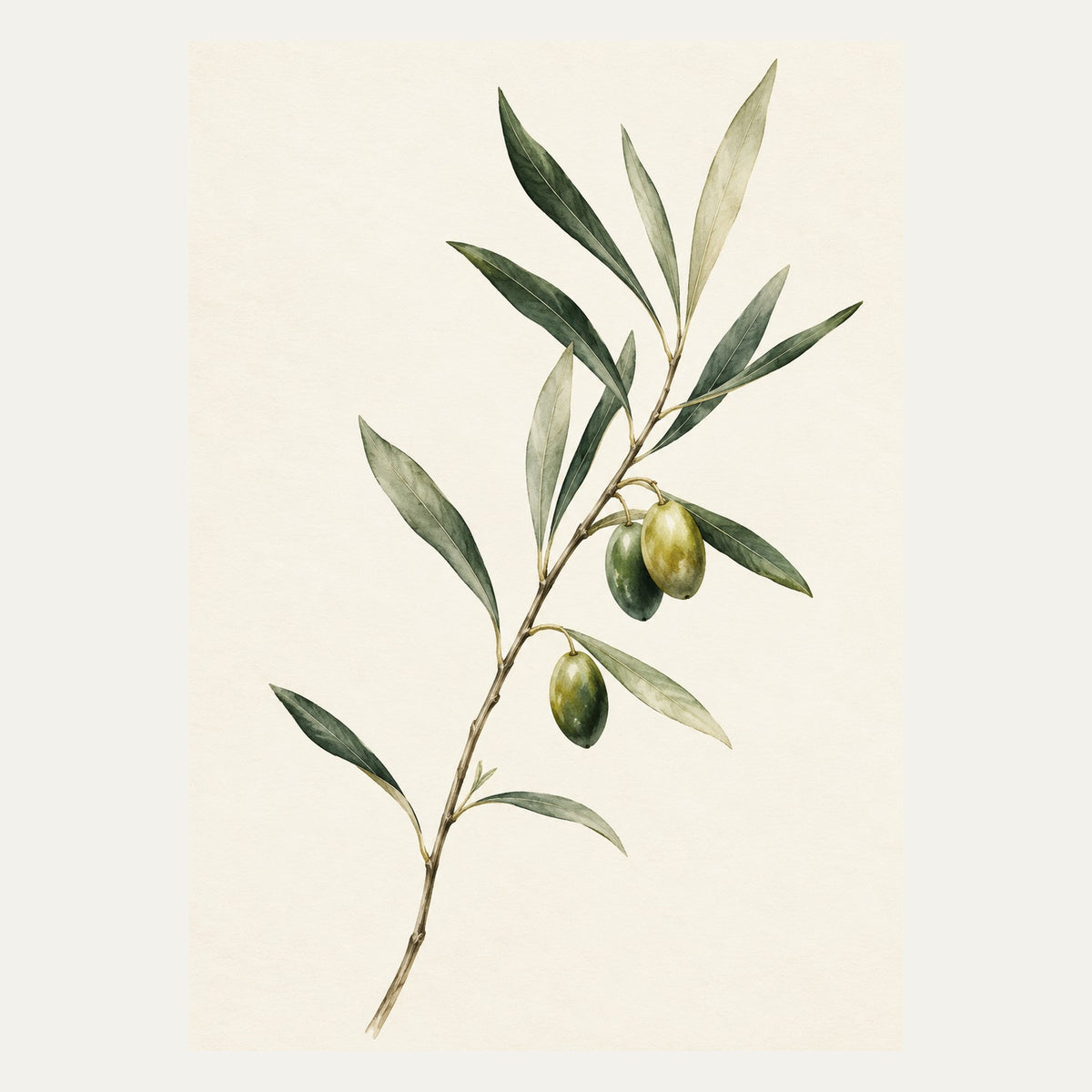 Olive Branch, portrait minimalist wall art