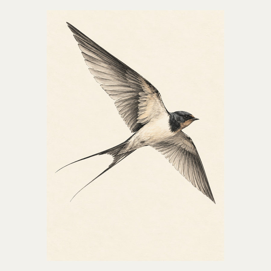 Swallow in Flight, portrait minimalist wall art