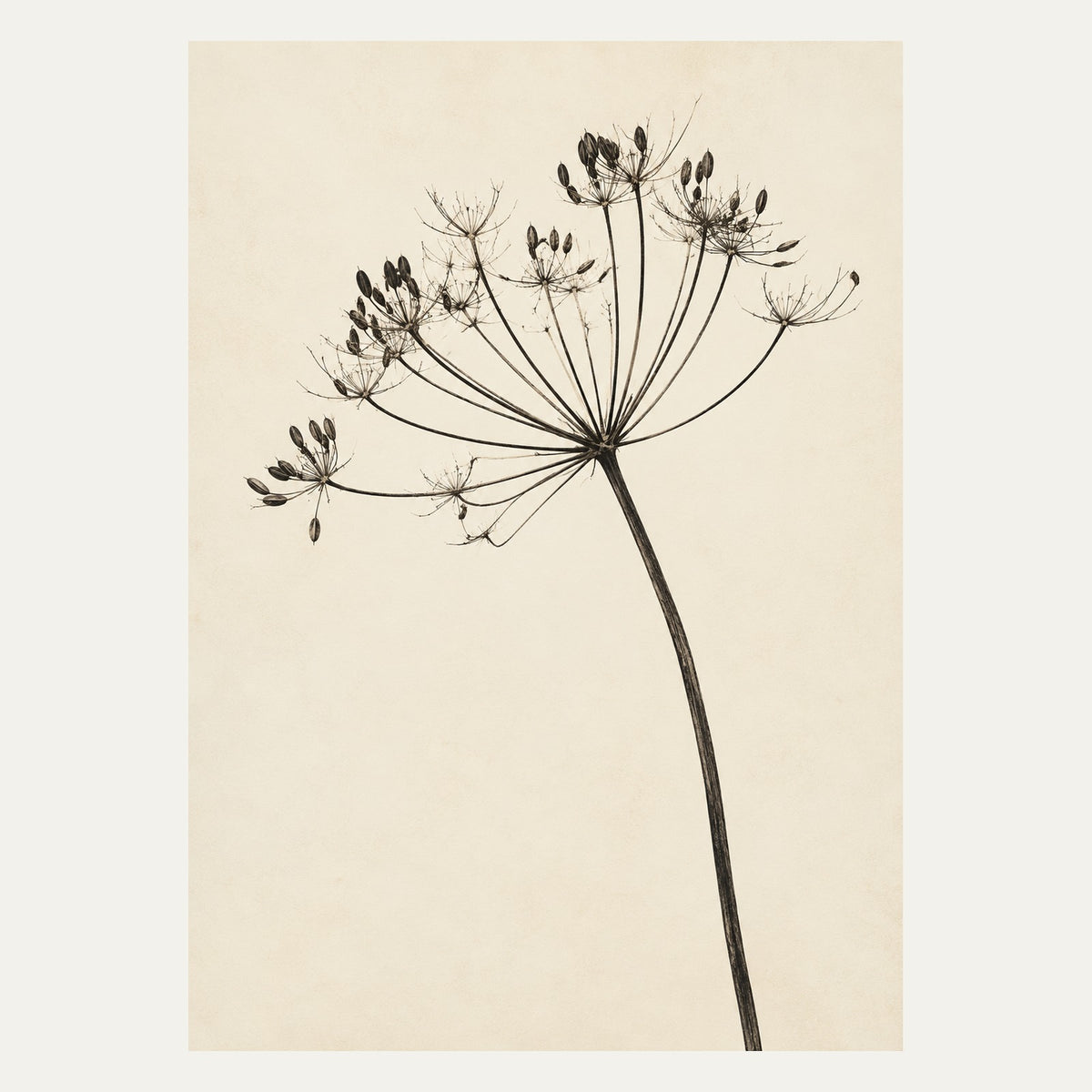 Botanical Seed Head, portrait minimalist wall art